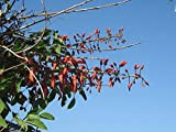 Erythrina Falcata - Sickle Foglia Coral Tree - 5 Semi freschi