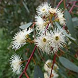 Eucalipto rosso"Eucalyptus camaldulensis" 6 piante in vaso h. 80/100 cm
