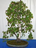 Europea betulla bianca 15 Semi-Betula -Tree/bonsai