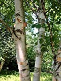 Europea betulla bianca, Betula pendula, Weeping betulla bianca semi 50 albero