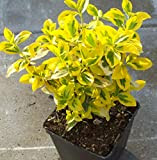 Evonimo"Euonymus fortunei Emerald Gold" pianta in vaso biodegradabile