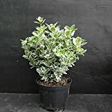 Evonimo variegato"Euonymus japonicus Bravo" pianta in vaso ø14 cm h. 60/80 cm