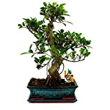 Exotenherz.de - Bonsai di Ficus retusa cinese, 12-15 anni