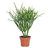 Exotenherz - Euphorbia tirucalli – cactus – grande pianta in vaso da 12 cm