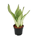 Exotenherz - Sansevieria trifasciata "Moonshine" – canapa ad arco argentato – vaso da 12 cm – piante grasse