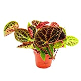 Exotenherz - Wilde Begonie - Begonia ferox - spettacolare pianta fogliosa - Rarità - Vaso da 12 cm
