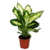 ExotenHerzz – Dieffenbachie "Camilla" – 1 pianta – Facile da pulire – Vaso da 12 cm
