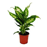 ExotenHerzz – Dieffenbachie "Compacta" – 1 pianta – Facile da pulire – Vaso da 12 cm
