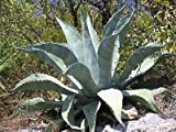 Exotic Agave Americana delle piante 5 Semi ~ pianta messicana Maguey ~ americana Aloe secolo