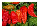 Exotic Plants Chili Bhut Jolokia hot pepper - - 5 semi