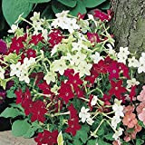 F2 Mixed Roulette Flowering Tobacco 200 Nicotiana Sanderae Annual Flower Seeds.