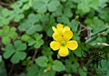 Famiglia Oxalidaceae Oxalis Corniculata semi 1200PCS, Procumbent yellow-sorrel semi di erba, Romanzo pianta strisciante Woodsorrel semi