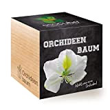 Feel Green Ecocube - Albero per Orchidee, fioritura Come Una Orchidea, Idea Regalo sostenibile (100% Eco Friendly), Grow Your Own/Set ...