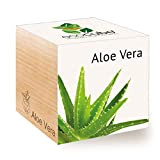 Feel Green Ecocube Aloe Vera, Idea Regalo sostenibile (100% Eco Friendly), Grow Your Own/Set di Coltivazione, Piante nel Dado in ...