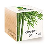 Feel Green Ecocube - bambù Gigante, Idea Regalo sostenibile (100% Eco Friendly), Grow Your Own/Set di Coltivazione, Piante nel Dado ...