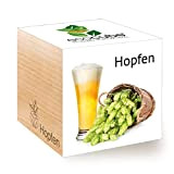 Feel Green Ecocube Hopfen, Idea Regalo sostenibile (100% Eco Friendly), Grow Your Own Craft Beer/Set di Coltivazione, Piante nel Dado ...