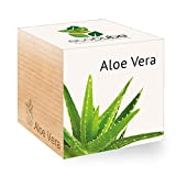 Feel Green - Ecocube, Idea Regalo (100% Ecologica), Kit per Far Crescere la Propria pianta, Piante in cubi di Legno ...
