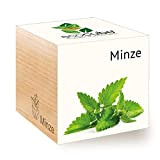 Feel Green Ecocube Minze, Idea Regalo sostenibile (100% Eco Friendly), Grow Your Own/Set di Coltivazione, Piante nel Dado in Legno, ...