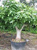 Fico comune"Ficus carica" pianta in vaso ø18 cm h. 100/120 cm