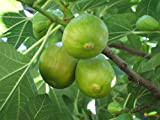 Fico"Ficus carica Francesca" pianta in vaso ø12 cm