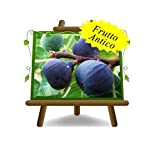 Fico Turca - Pianta da frutto Antico su vaso da 26 - albero max 200 cm - 4 anni