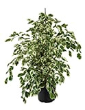 Ficus Benjamin Twilight variegato vaso 17 80 cm pianta da interno o veranda resistente