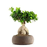 Ficus Ginseng Bonsai Altezza 45 cm, Pianta Vera, Pianta da Interno, Vaso artigianale di Terracotta - Marrone