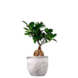 Ficus Ginseng Mini Altezza 36 cm, Pianta Vera, Pianta da Interno, con Vaso artigianale di Terracotta - Cemento
