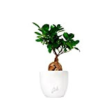 Ficus Ginseng Mini Altezza 36 cm, Pianta Vera, Pianta da Interno, con Vaso artigianale di Terracotta - Bianco Perlato