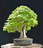Field Maple - 50 Semi - Acer Campestre - Bonsai Tree