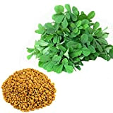 Fieno greco Trigonella foenum-graecum 300+ semi Spice Herb