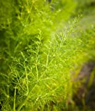 Finocchietto selvatico ~ 100 semi importati italiano Heirloom Herb piante ornamentali