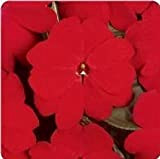 Fiore - Balsamina - New Guinea - Divine Scarlatto Rosso F1-160 Semi - Confezione Grande