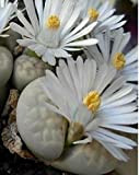 Fiore - Cactus - Lithops julii - 20 Semi