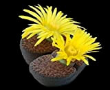 Fiore - Cactus - Living Stone - Lithops bromfieldii - 20 Semi - Confezione Grande