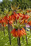 Fiore da Botanicly – Meleagride imperiale – Fritillaria Imperialis Orange Beauty