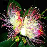 Fiore Seeds50Pcs / Bag Hypericum Semi Belle Semi ornamentali Yellow non-OGM dei fiori per semi giardino di piante per la ...