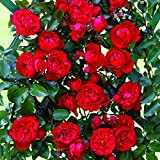 Florentina®, rosa rampicante in vaso di Rose Barni®, pianta di rosa rampicante rifiorente a grandi fiori doppi, h. raggiunta fino ...