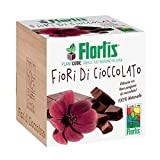 Flortis Plantcube - Fiori di Cioccolato