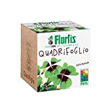 Flortis Plantcube - Quadrifoglio