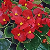 Flower - Begonia Semperflorens - Cielo Rosso F1-500 Il pellet Seeds - Bulk