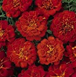 Flower Seeds: Double Red Cherry French Marigold Calendula Officinalis Seeds Seeds Garden Flower Seeds for Decoration (19 Packets) Garden Pl
