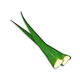 Foglia di Aloe Vera (Barbadensis) - Pianta italiana Biologica - 1 kg