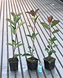 Fotinia"Photinia x fraseri Red Robin" 24 piante da siepe in vaso ø9 cm h. 20/40 cm