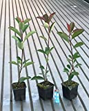 Fotinia"Photinia x fraseri Red Robin" 24 piante da siepe in vaso ø9 cm
