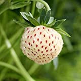 Fragola Bianca Ananas “Pineberry” (Semente)