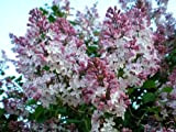 Francese Lillà, Syringa vulgaris, semi Arbusto (Veloce, fragrante, Hardy, Siepe Appariscente) 30