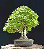 Fresh seeds - FIELD MAPLE - 50 SEEDS - Acer campestre - BONSAI TREE