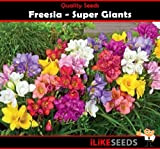 Fresia Super Giganti Mix 20 semi piante colorate minima Flower Garden.