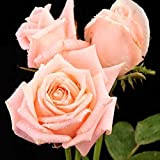 Fstening 100 Pezzi Rosa Affascinante Semi Di Rosa Antiche Per Piantare All'aperto Arbusto Perenne Comune Fiori Ornamentali Amati Dai Giardinieri